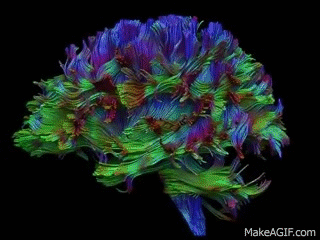 Whole brain fiber tractography on Make a GIF