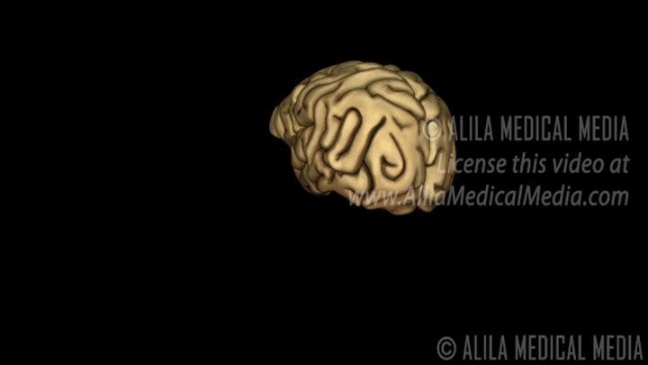 Human Brain Anatomy and Lateralization of Brain Function, 3D Animation. on  Make a GIF