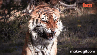 attacking tiger animated gif