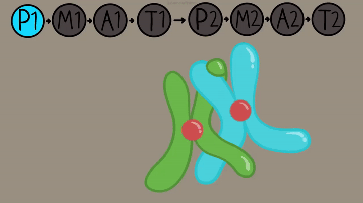 Meiosis Gif Gifs Tenor Vrogue co chromatids-accounts-stock-illustrations-1-chromatids-accounts-stock