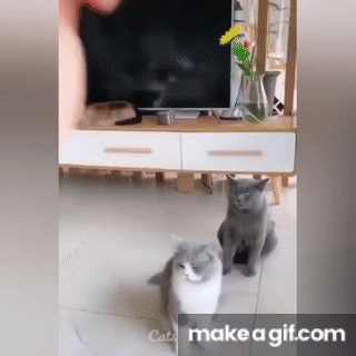 OMG So Cute ♥ Best Funny Cat Videos 2021 #1 on Make a GIF