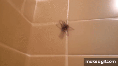 nope nope nope gif spider