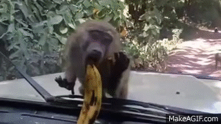 Very Funny: Monkey trying to steal Banana insdie of car a on Make a GIF