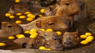 https://i.makeagif.com/media/12-15-2015/rXW-Hx.gif