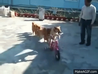 https://i.makeagif.com/media/12-16-2015/x1I43b.gif