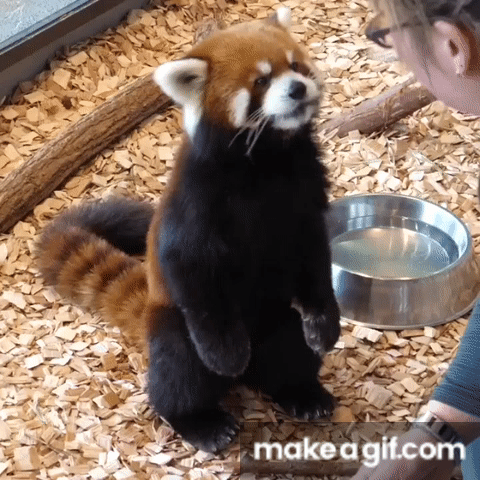 red panda gif