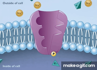 How the Sodium Potassium Pump Works HD Animation on Make a GIF