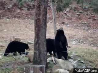 Funny Bear Pole Dancing on Make a GIF