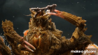 Decorator Crabs Make High Fashion at Low Tide