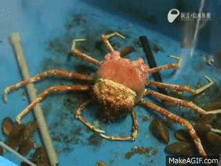 Giant Spider Crab Molting On Make A Gif