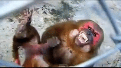 Monkey Masturbating- Funniest Video Ever Recorded! on Make a GIF.