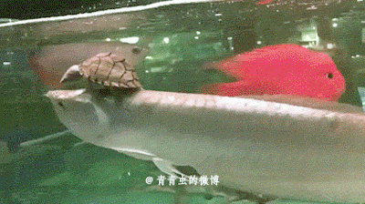 Riding a Fish  Funny Cat GIFs on Make a GIF