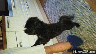 Dog is excited for food on Make a GIF