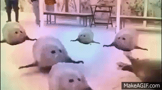 seal invasion