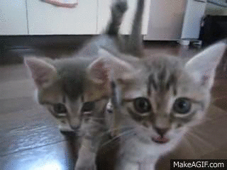 cute kittens cute cat gif