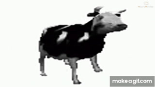 Polish Cow Gif - IceGif