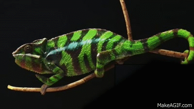 chameleon changing colors youtube