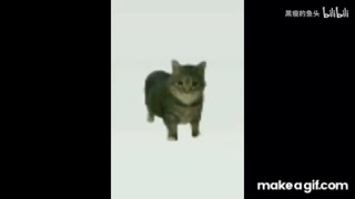 OIIAIOIIIAI (spinning cat meme)