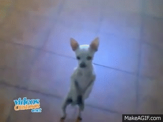 Chihuahua bailando flamenco on Make a GIF