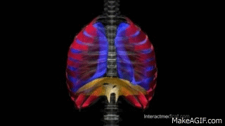 Repiration Process Gif Normal Respiratory Cycle on Make a GIF