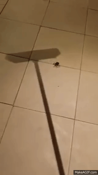dmowDk.gif