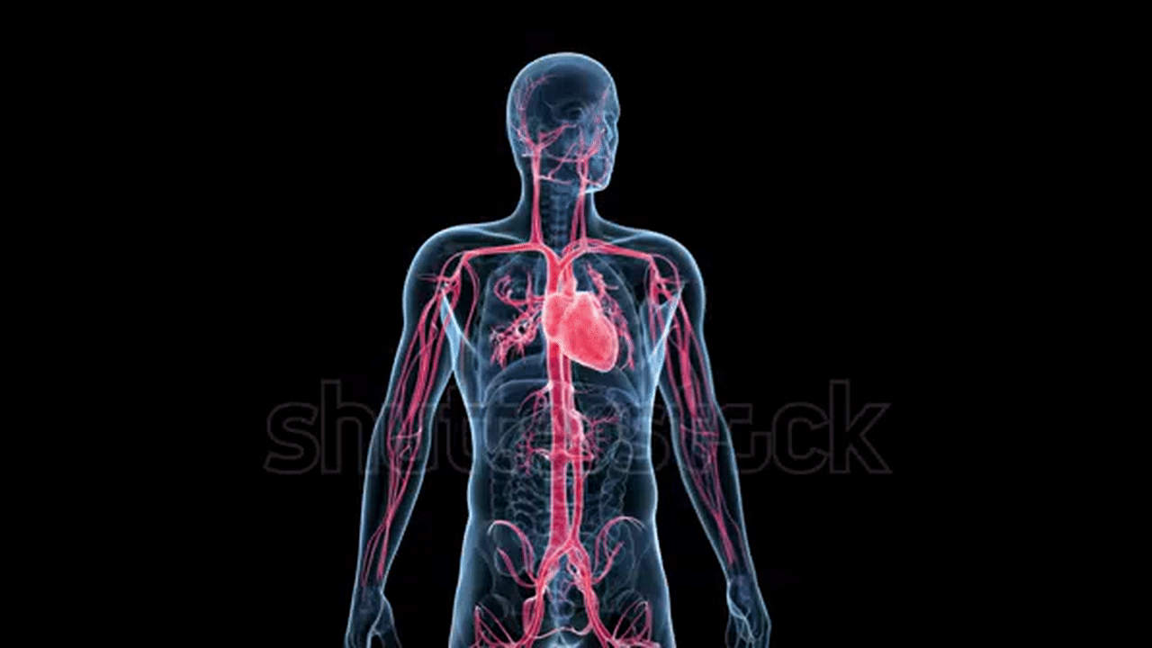 Human Heart Gif Images ~ Creepy Heart Human Heart Gif On Gifer ...