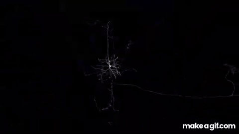 Explore the connections of the brain - MICrONS neuroscience data ...