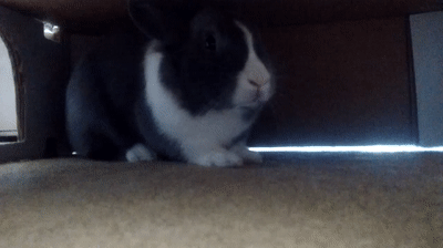 Rabbit in a Box on Make a GIF