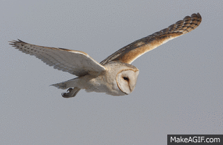 barn owl flying gif