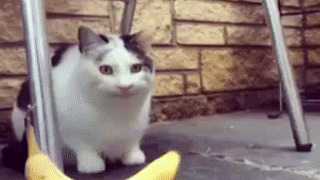 Do Beluga Like Banana ? on Make a GIF