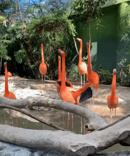 These flamingos (found at a large and popular AZA-accredited zoo in the U.S.) cannot fly because they have each had one of their wings cut in half. The amputation is deliberately performed on only one wing so that they will be imbalanced, making all flight completely impossible.