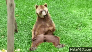 Jerking Off Bear on Make a GIF
