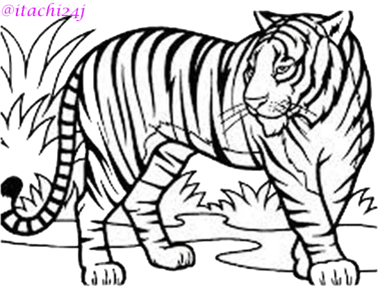 tiger