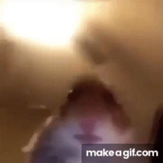 Hamster Webcam Looking At The Camera Meme 10 Hours On Make A Gif