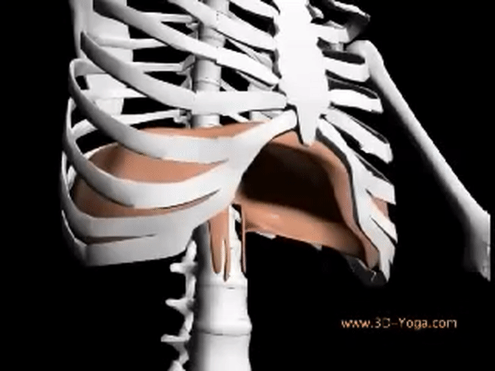 3D view of diaphragm on Make a GIF.