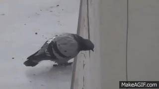 Resultado de imagem para pombo se matando gif
