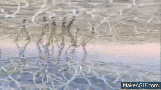 lipid raft on Make a GIF