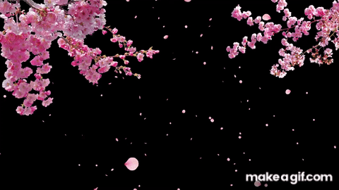 Cherry Blossom Tree with Falling Petals on Transparent Background - Stock  Video on Make a GIF