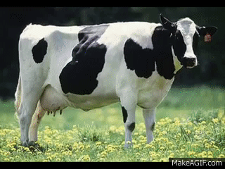 Disco Dancing Cows on Make a GIF
