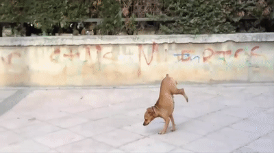 11 Dog Fails That Are Too Funny Not To Laugh At (Gifs) - I Can Has