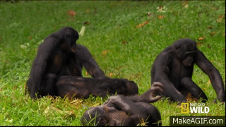Hot Crazy Monkey Sex on Make a GIF