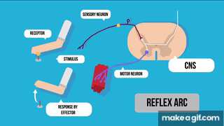 Reflex Arc On Make A Gif - vrogue.co