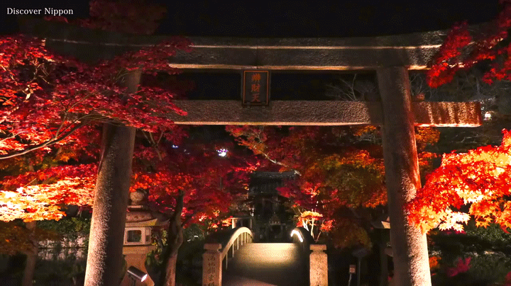 Kyoto Japan 京都 清水寺など紅葉ライトアップの名所 Autumn Leaves In Kyoto Light Up 永観堂 高台寺 大覚寺 北野天満宮 京都観光 日本の紅葉 On Make A Gif