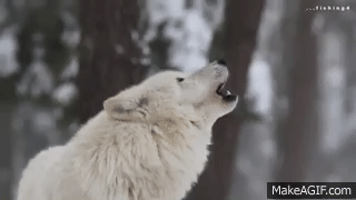 Heulender Wolf GIF Tumblr