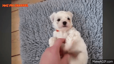 cute puppies puppies gif