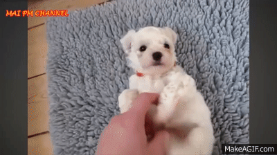 Funny videos hot sale of puppies