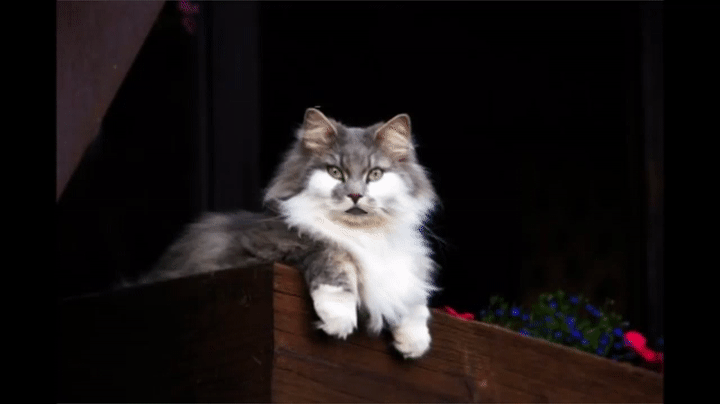 Funny Happy Birthday Kitty Cats Compilation on Make a GIF