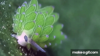 Leaf Sheep: Adorable Sea Slug Eats So Much Algae It Can Photosynthesize ...