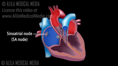 Cardiac Conduction System Animation Cardiovascular System GIFs Find Cardiac Conduction System Animation Cardiovascular System GIFs Find