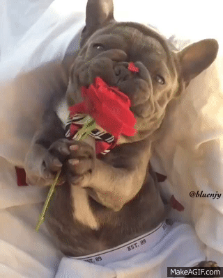 Will you be my valentine?" 🌹😍 on Make a GIF